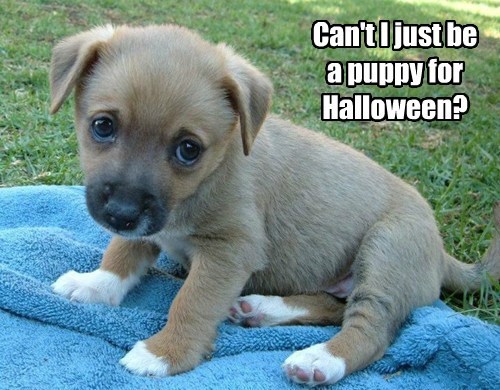 View joke - Can't I just be a puppy for Halloween ?