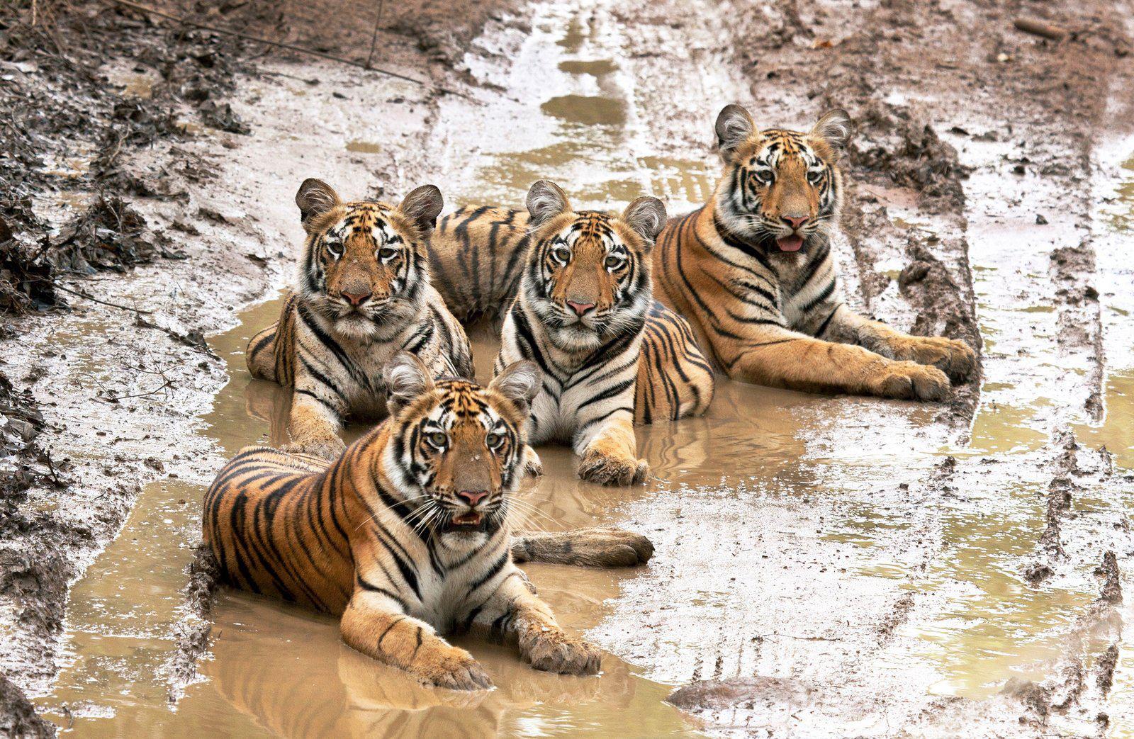 View joke - Even in the mud tigers stay elegant